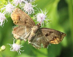 Odontoptilum angulata