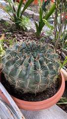 Ferocactus macrodiscus macrodiscus