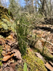 Equisetum scirpoides image