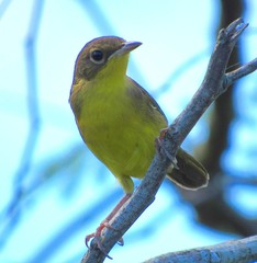 Masked Yellowthroat photo 1