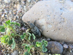 Coniocleonus excoriatus