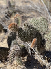 Opuntia pycnantha
