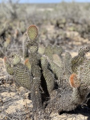 Opuntia pycnantha
