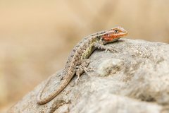 Sceloporus variabilis