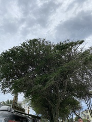 Erythrostemon mexicanus