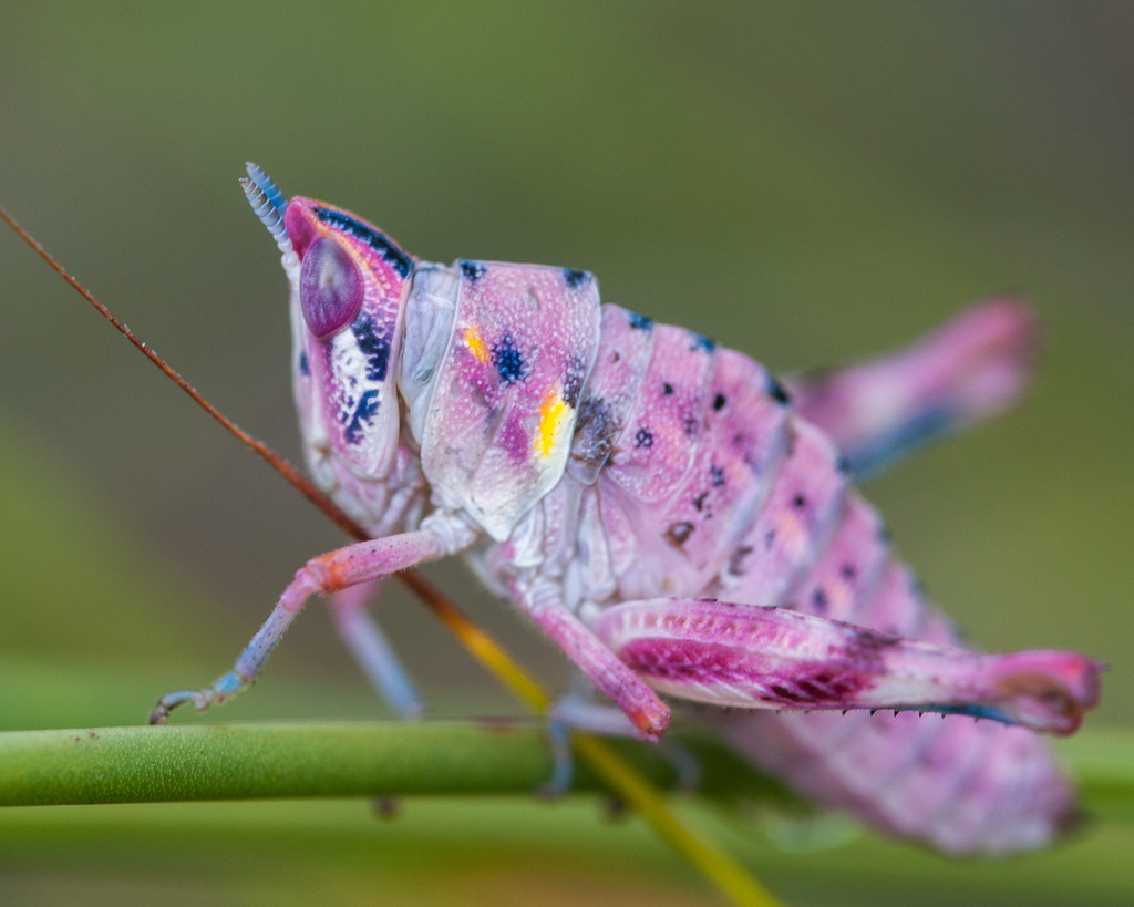 Grasshoppers Crickets And Katydids BIO 130 Illinois Species ID 