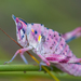 Grasshoppers, Crickets, and Katydids - Photo (c) magriet b, some rights reserved (CC BY-SA), uploaded by magriet b