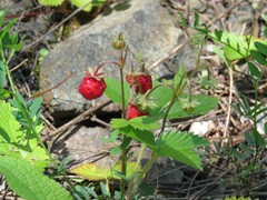 Fragaria vesca