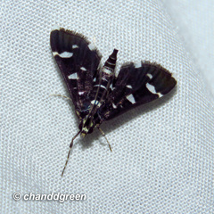 Bocchoris inspersalis