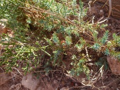 Juniperus pinchotii