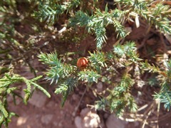 Juniperus pinchotii