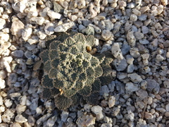 Rosulatae