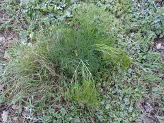 Peucedanum officinale