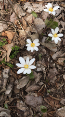 Sanguinaria canadensis