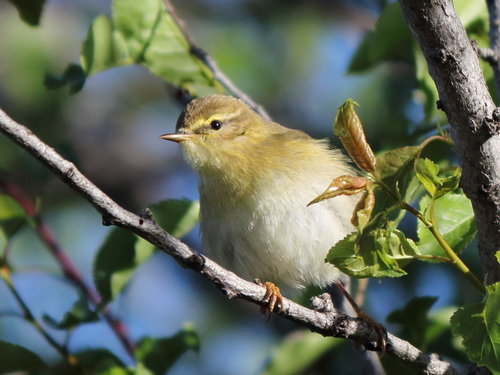 Foto de Willow Warbler