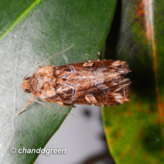 Callopistria exotica