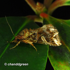 Callopistria exotica