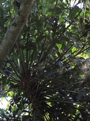 Cussonia sphaerocephala