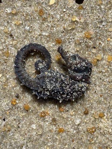 Northern Seahorse photographed in North Carolina
