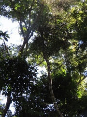 Cussonia sphaerocephala