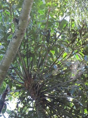 Cussonia sphaerocephala