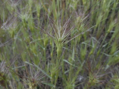 Aegilops geniculata