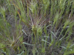 Aegilops geniculata