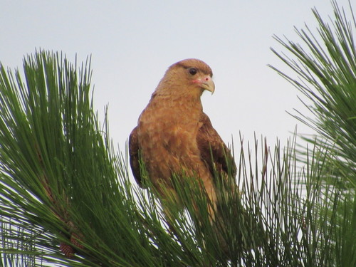 Daptrius chimango