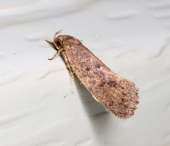 Syncometes vilis