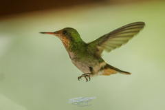 Frilled Coquette photo 3
