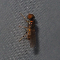 Microchrysa flaviventris