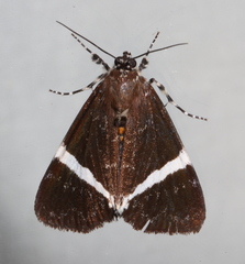 Coenotoca subaspersa