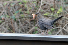 Turdus merula
