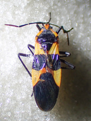 Oncopeltus (Erythrischius) fasciatus image
