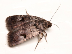 Thoracolopha flexirena