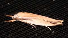 Pilostibes basivitta