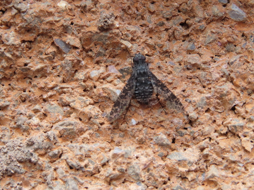 Anthrax cintalapa