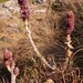 Plectranthus caudatus - Photo (c) Nick Helme, μερικά δικαιώματα διατηρούνται (CC BY-SA), uploaded by Nick Helme