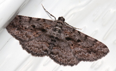 Boarmia suasaria