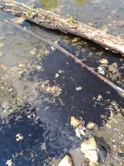Bufo bufo