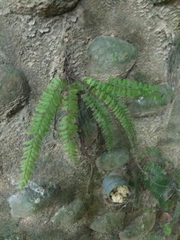 Adiantum caudatum
