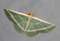 Mixocera latilineata