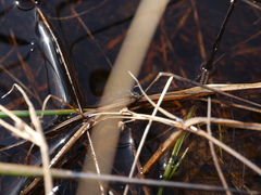 Chartoscirta elegantula