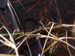 Chartoscirta elegantula