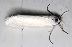 Scirpophaga
