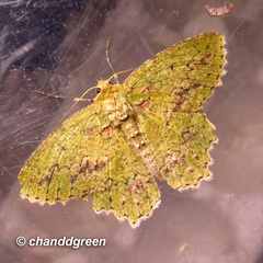 Herochroma viridaria