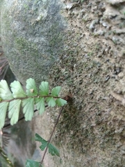 Adiantum caudatum