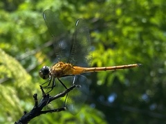 Brachymesia