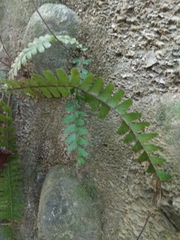 Adiantum caudatum