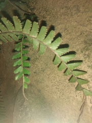 Adiantum caudatum